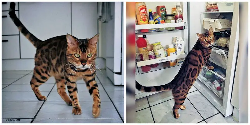 Bengal cat hot sale thor