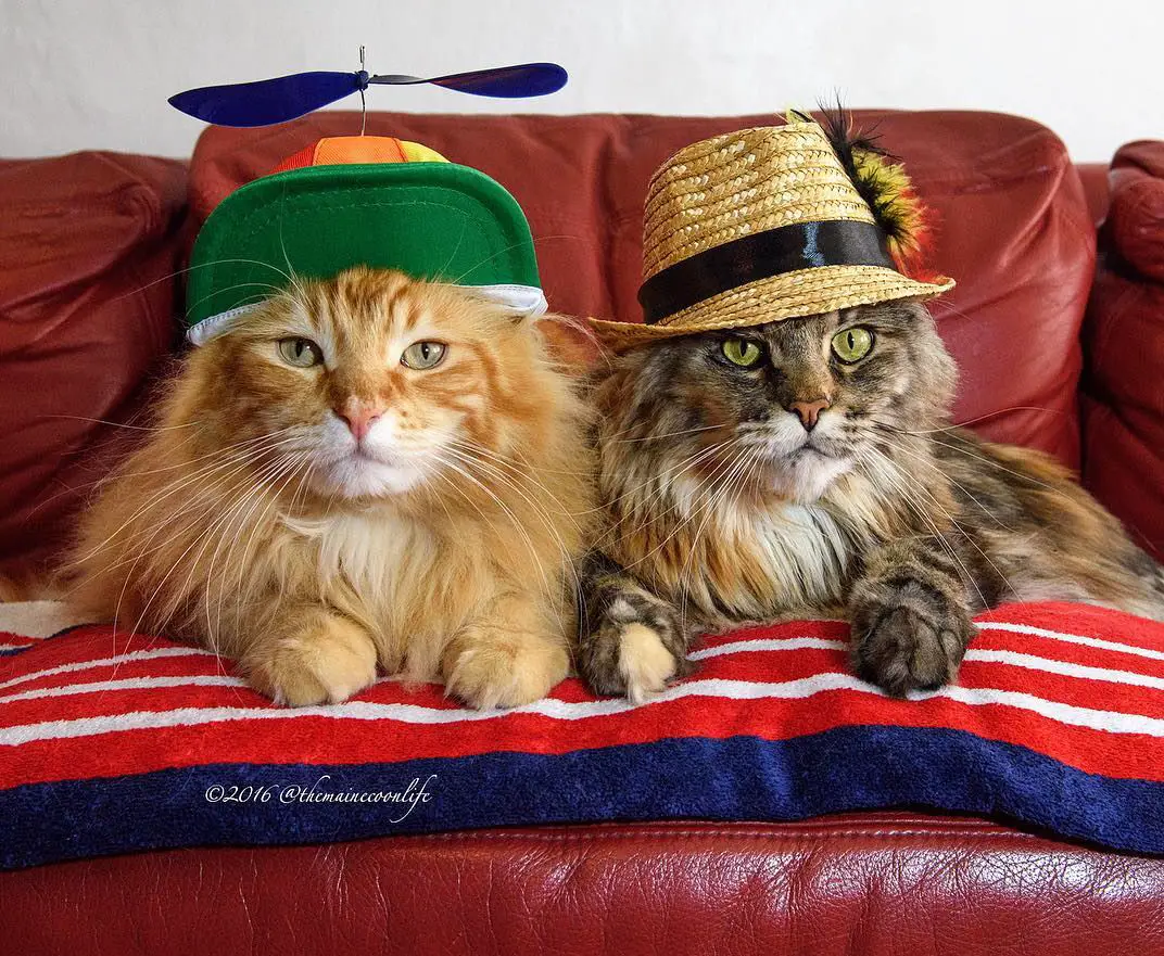 Meet Artemis and Apollo - The Purrington Post