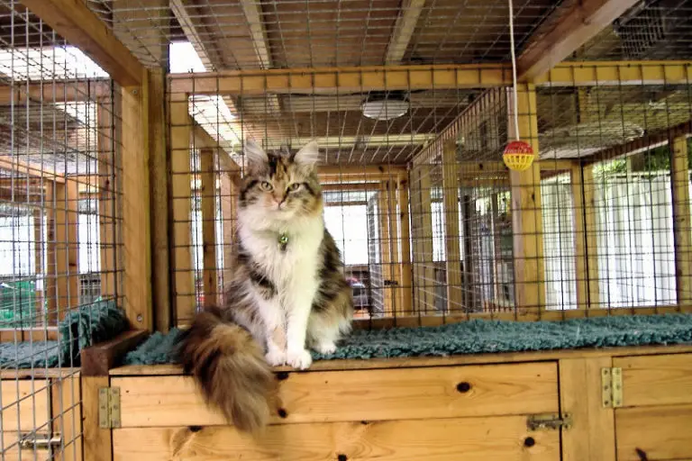 Cat Care When You’re Not There The Purrington Post