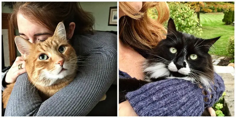 The Pawsome Power Of Cat Cuddling The Purrington Post The Pawsome Power Of Cat Cuddling The Purrington Post