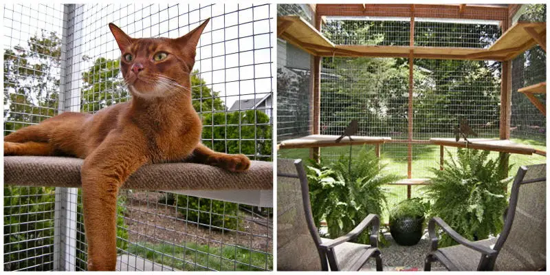 You Could Win A Diy Catio Plan The, Outdoor Cat Enclosure Plans