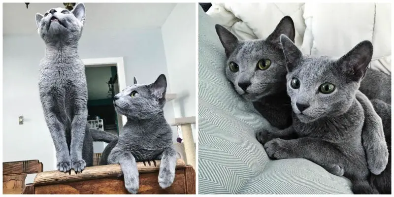 Blue shop cat meaning