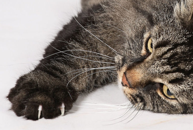 Cats and Couches. Enemies No More! The Purrington Post