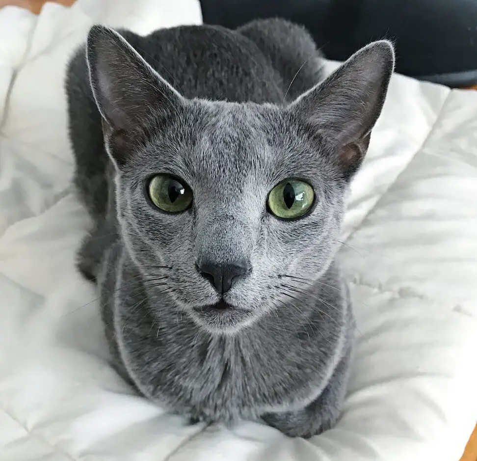 russian blue indoor cat