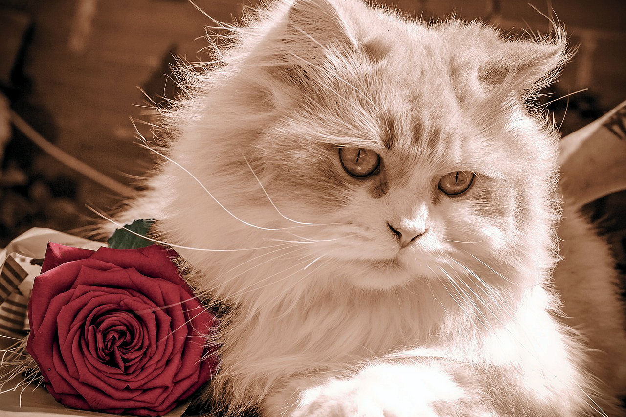 Кошки на открытках фото, именины