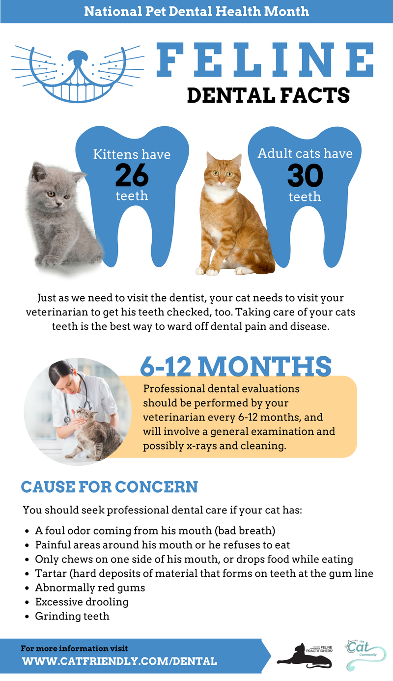 cat dental health