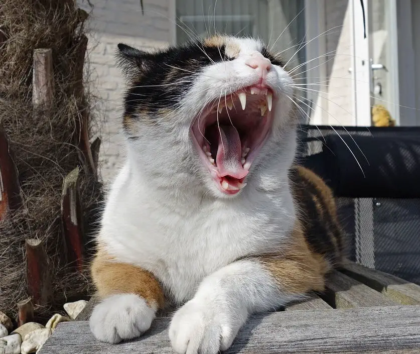 Cat Dental Health - Tooth or Consequences - The Purrington Post
