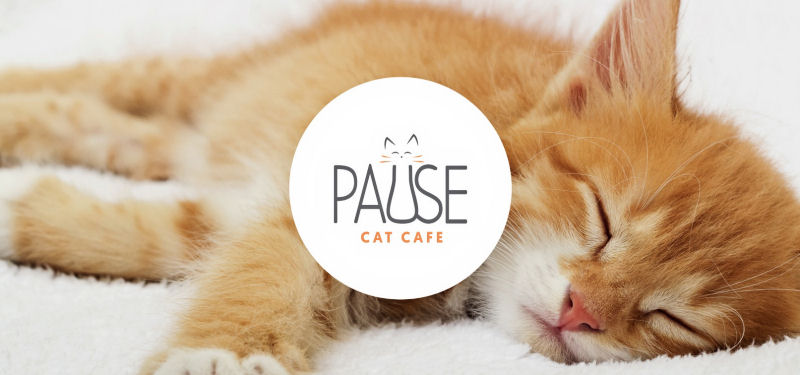 The Cats Do the Hiring at this Caf The Purrington Post The Cats Do the Hiring at this Caf The Purrington Post