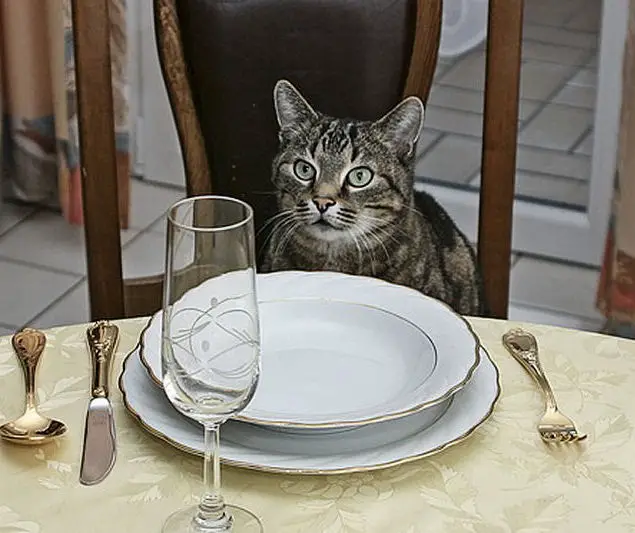 7 Tips for Using a Cat Sitter The Purrington Post