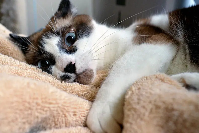 Cat Neutering And Spaying Baxter Animal Hospital