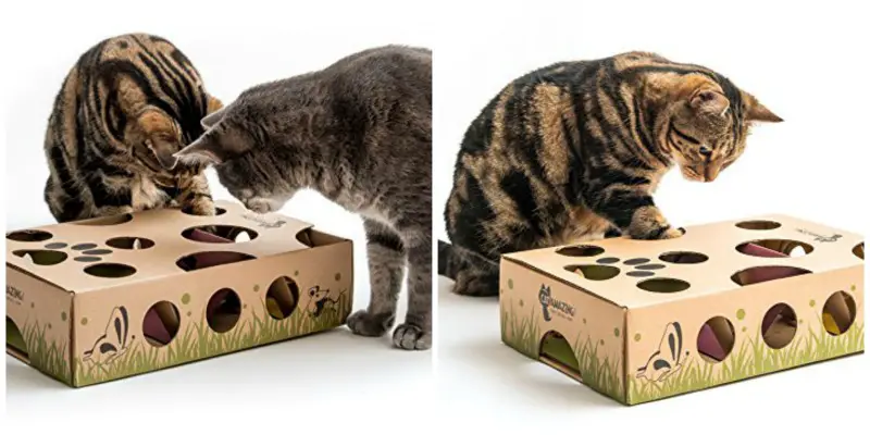 Using Puzzle Feeders with Your Cat - Cat Adoption Team