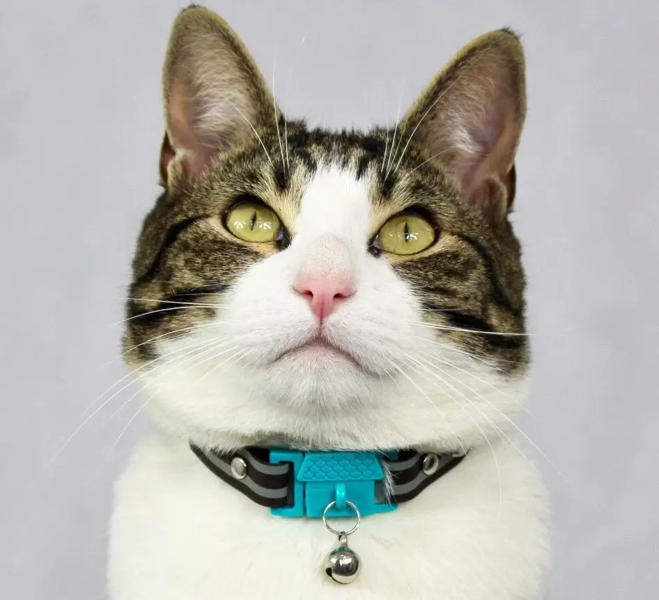 WIN a Kittyrama Designer Cat Collar The Purrington Post
