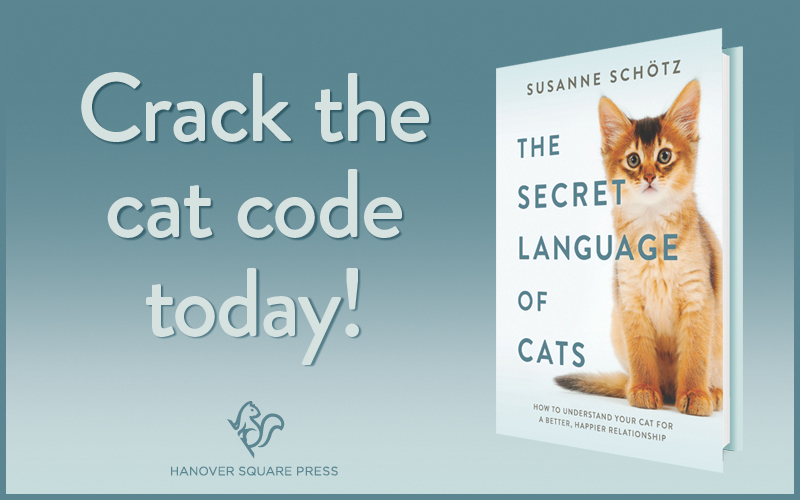 11 Cat Sounds and What They Mean - The Purrington Post
