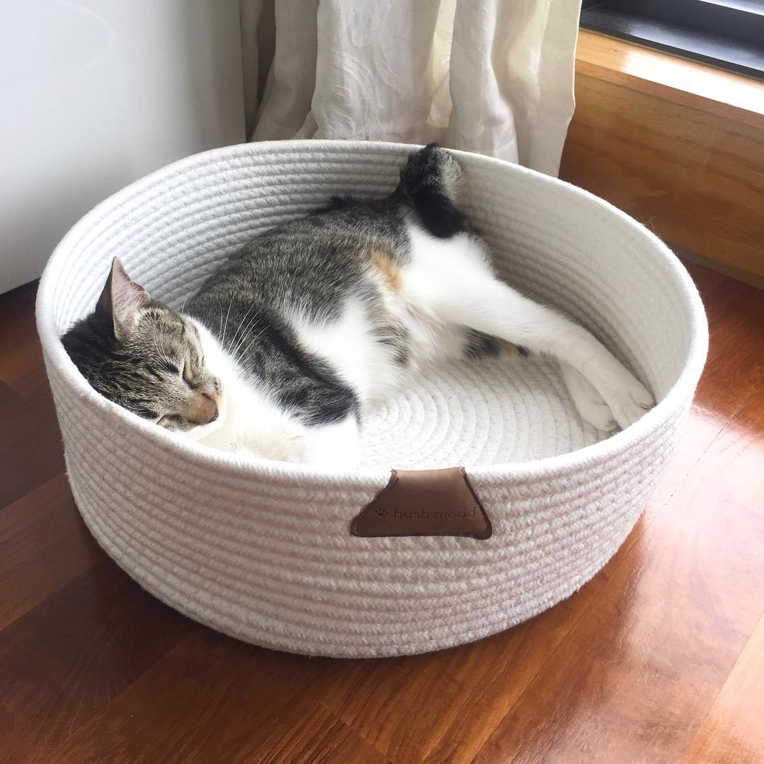 WIN a Cat Scratching Bed from Hush Mood The Purrington Post