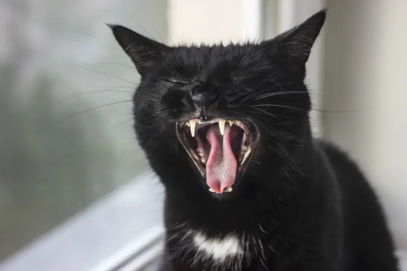 black cat yawning