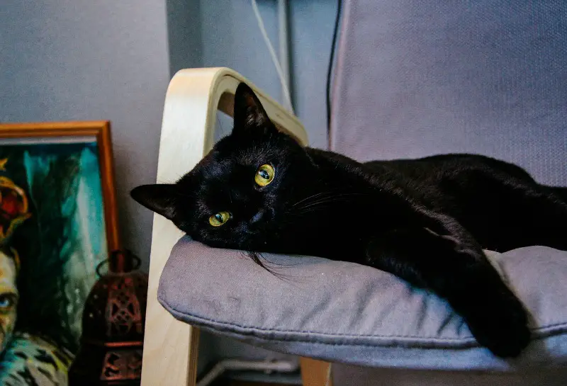 black house cat