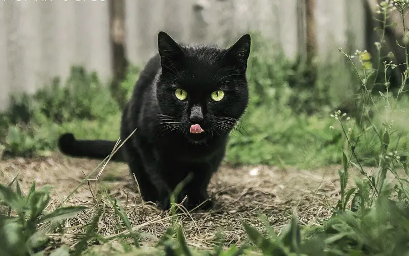 black cat outdoors