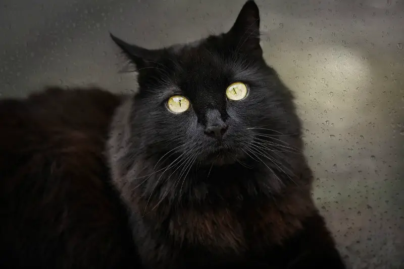 black cat