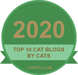 BEST CAT BLOG 2018