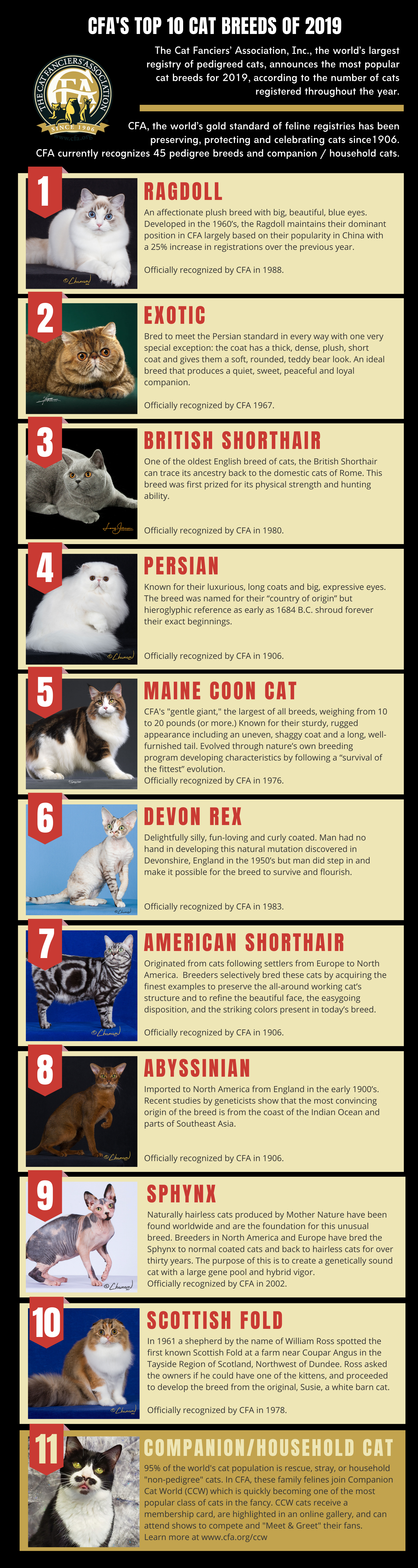 Top 10 Cat Breeds of 2019 - The Purrington Post