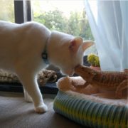 cat and bearded dragon