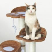 cat climbing tower