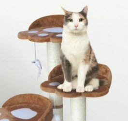 cat climbing tower