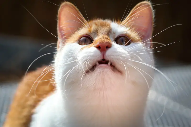 Cat With Angry Looking Expression My face whenever anyone talks