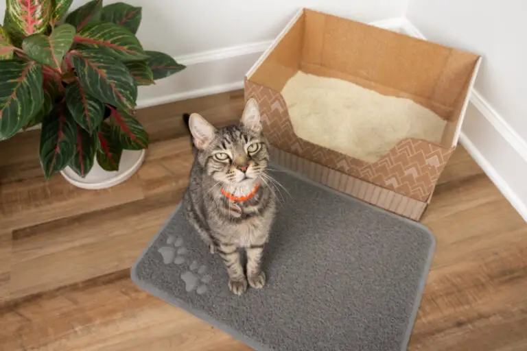 WIN a 3 Month Supply of Litter from Kitty Poo Club The Purrington Post