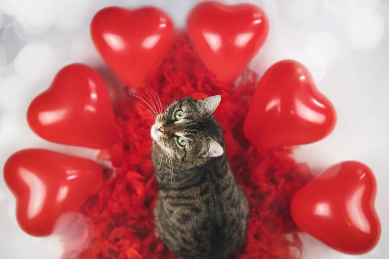 Guía de regalos de San Valentín para amantes de los gatos