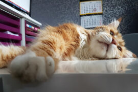 cute cat