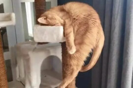 broken cat funny