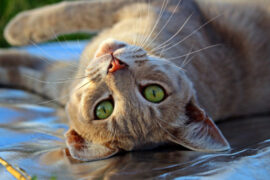 cat lifespan now 30 years