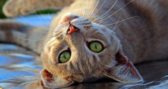 cat lifespan now 30 years