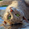 cat lifespan now 30 years