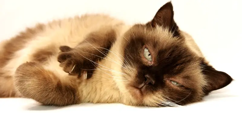 New Medicine Will Extend Cat Lifespan To 30 Years!