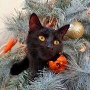 holiday gift guide for cat lovers