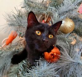 holiday gift guide for cat lovers