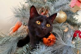 holiday gift guide for cat lovers
